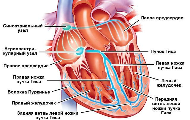 блокада правой ножки пучка гиса на экг